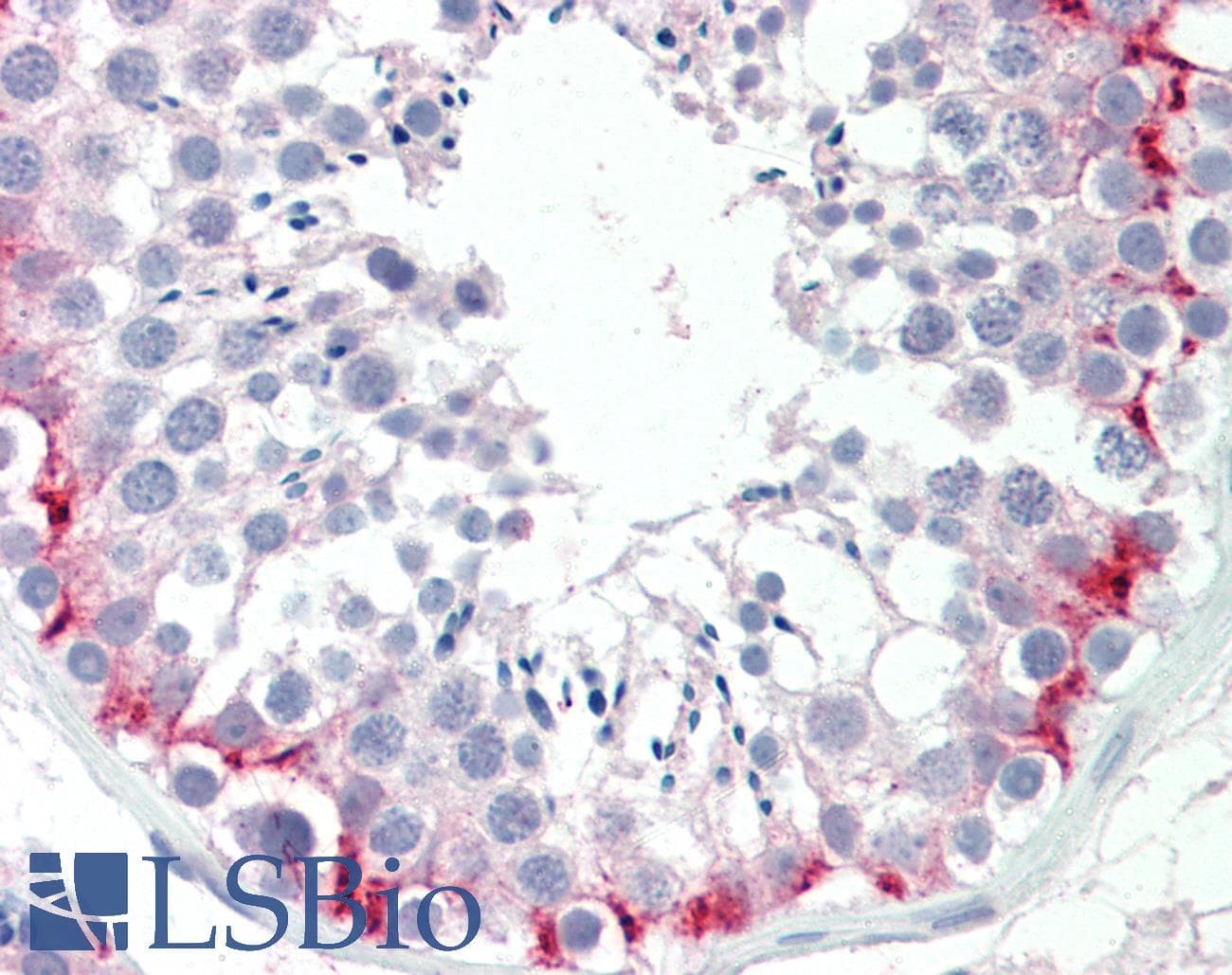 SLC30A9 / ZNT9 Antibody (aa103-151)