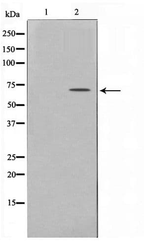 PXN / Paxillin Antibody (phospho-Ser178)