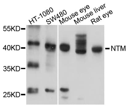 NTM / Neurotrimin Antibody