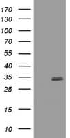 CUEDC2 Antibody (clone OTI2H6, Carrier-free)