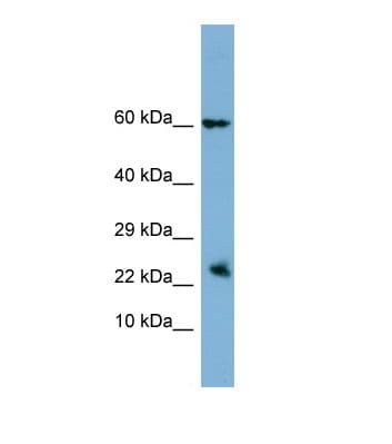 HBEGF / HB EGF Antibody (N-Terminus)