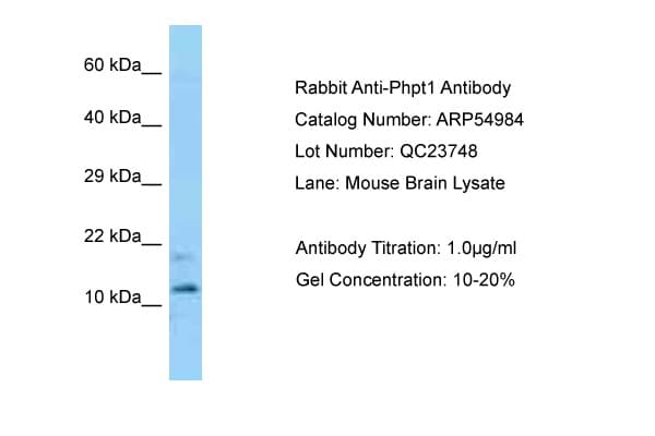 PHPT1 Antibody (aa69-118)
