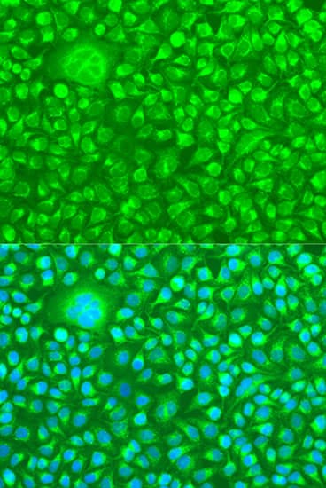 CASP8 / Caspase 8 Antibody