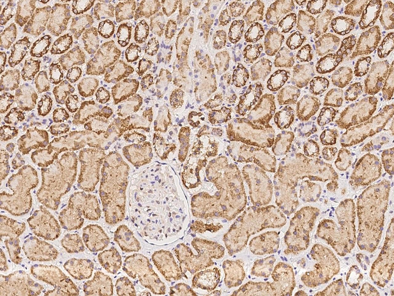 PRTG Antibody