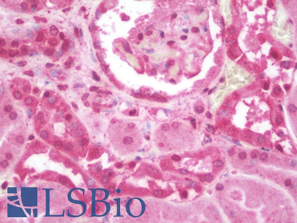 IHC-plus™ ULK4 Antibody