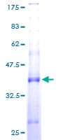 Human SPCS1 Protein (Recombinant GST)