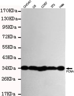 PCNA Antibody