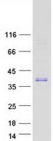 Human FOXI1 Protein (Recombinant Myc-DDK (Flag))