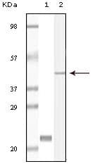 CIB1 / KIP Antibody (clone 5A1F5E12)