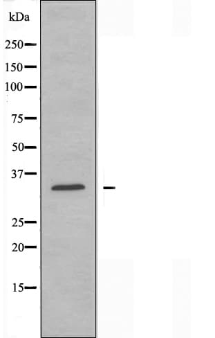 ATPAF2 Antibody