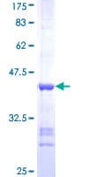 Human CAMK2D / CaMKII Delta Protein (Recombinant GST, N-terminus)