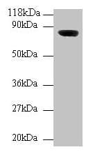 WDPCP / FRITZ Antibody