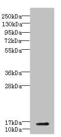 Polyclonal Rabbit anti-Human CBY1 / PGEA1 Antibody (IHC, WB)