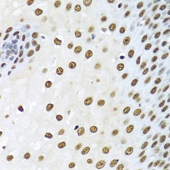 XRCC5 / Ku80 Antibody