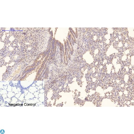 Monoclonal Mouse anti-Human Collagen IV Antibody (WB)