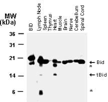 BID Antibody