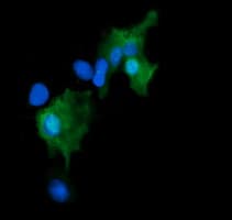 CR6 / GADD45G Antibody (clone OTI2F12, Carrier-free)