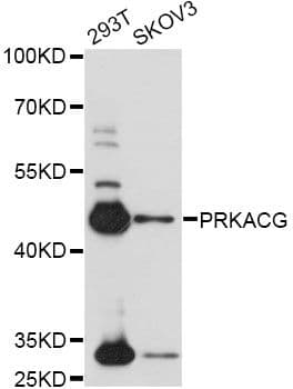 PRKACG Antibody