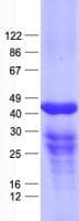 Human DUSP11 Protein (Recombinant His, N-Terminal)