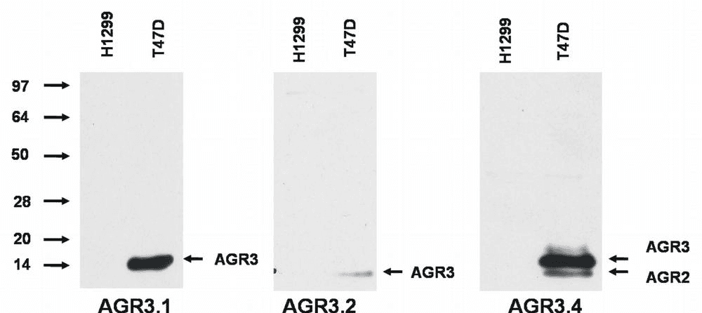 IHC-plus™ AG3 / AGR3 Antibody (clone AGR3.1)