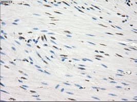 GBP2 Antibody (clone OTI3B8)