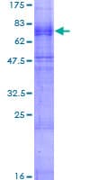 Human CHRNB3 Protein (Recombinant GST)