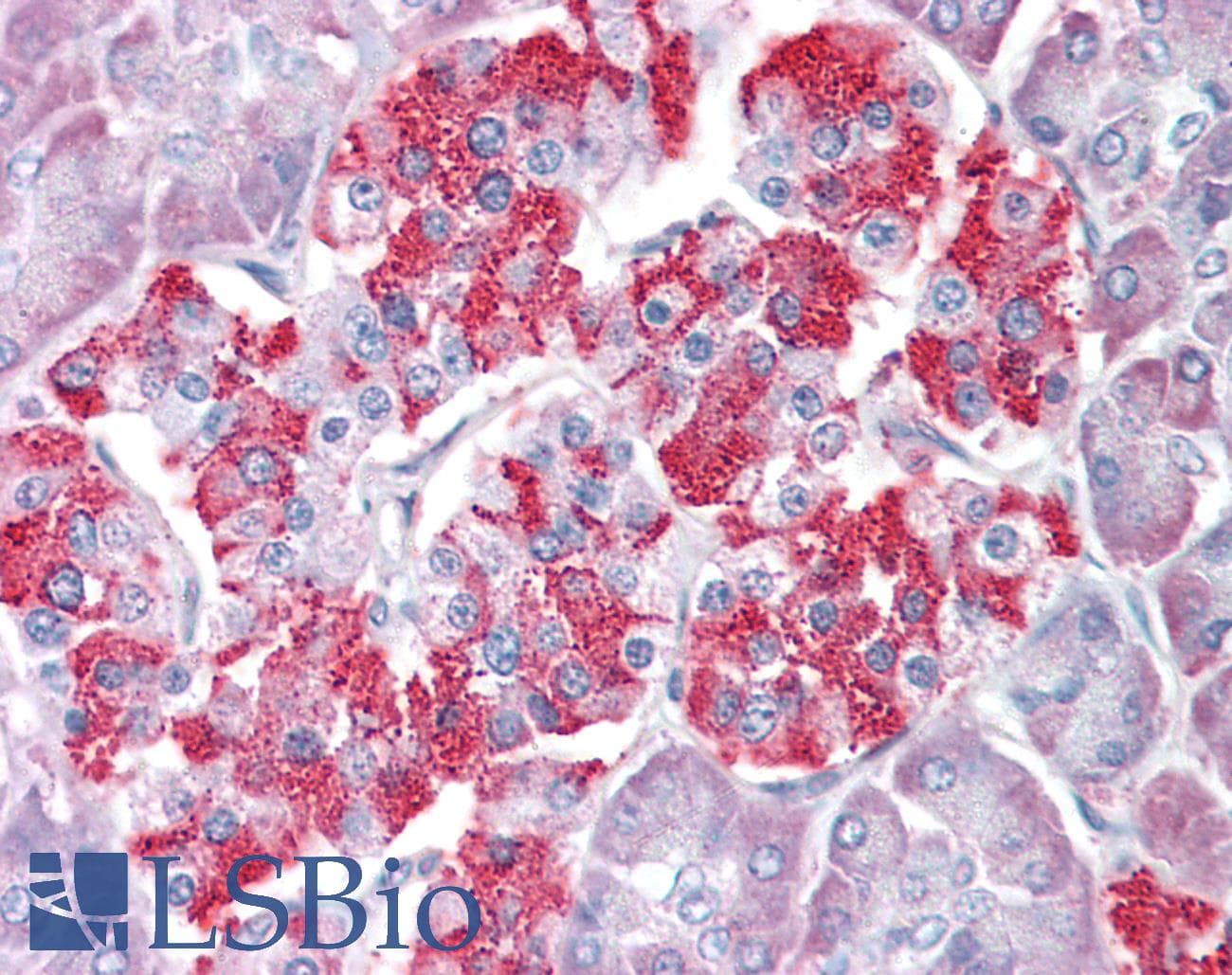 RET Antibody
