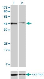 PBX2 Antibody (clone 2E9)