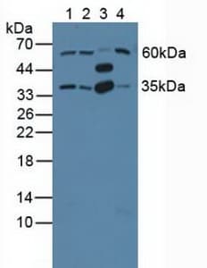 GNB2 Antibody (aa2-340, APC, Cy7)