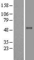 PPM1B Protein (Over-Expression Lysate Myc-DDK (Flag))