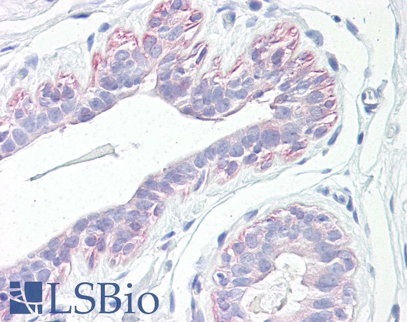 IHC-plus™ PAWR / PAR4 Antibody (aa291-340)