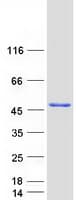 Human NFKBIL1 Protein (Recombinant Myc-DDK (Flag))