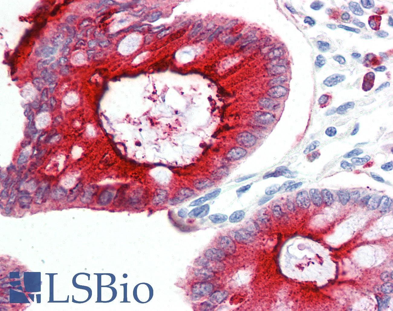 IHC-plus™ CD66acd Antibody