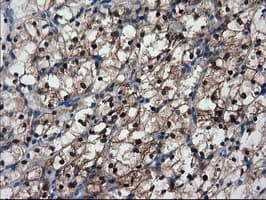 NNMT Antibody (clone 2A3, Carrier-free)