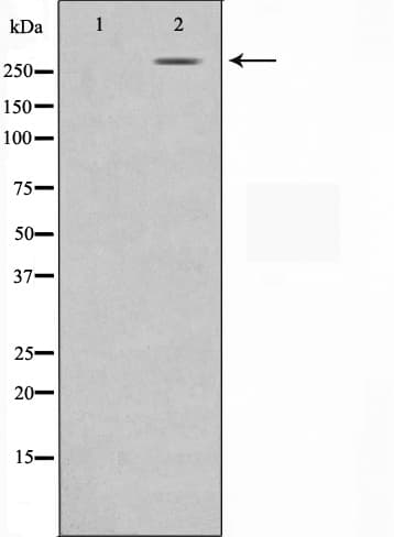 N-CoR / NCOR1 Antibody
