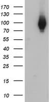 IHC-plus™ Complement C1s Antibody (clone 2D11)