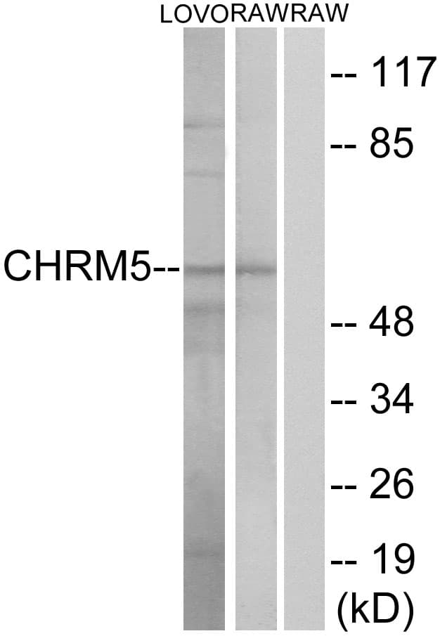 Polyclonal Rabbit anti-Human CHRM5 / M5 Antibody (aa281-330, IF, WB)