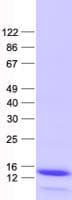Human HHLA3 Protein (Recombinant His, N-Terminal)