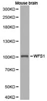 WFS1 Antibody
