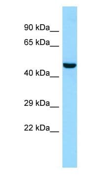 Polyclonal Rabbit anti-Human LIPN Antibody (aa211-260, WB)