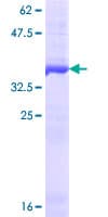 Human DROSHA / RNASEN Protein (Recombinant GST)