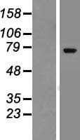 ZNF221 Protein (Over-Expression Lysate Myc-DDK (Flag))