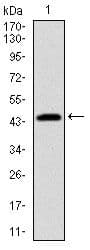 PBK / TOPK Antibody (clone 2C8)