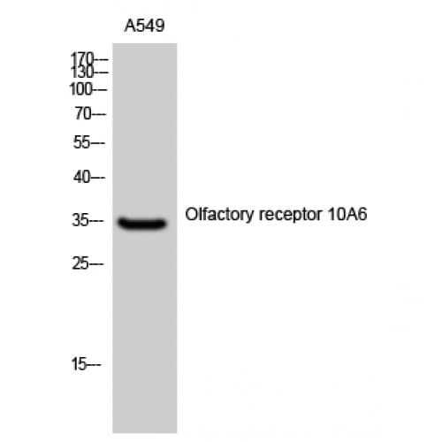 OR10A6 Antibody (210-290 aa, C-terminal)