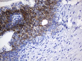 Monoclonal Mouse anti-Human NANP Antibody (clone OTI4F5, IHC, WB)