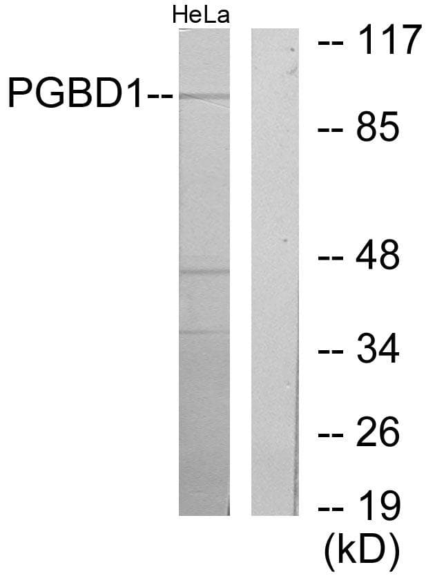 PGBD1 Antibody