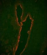LF / LTF / Lactoferrin Antibody