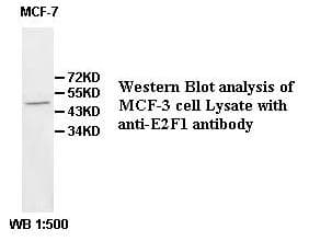 Polyclonal Rabbit anti-Human E2F1 Antibody (aa183-433, WB)
