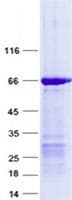 Human ZNF558 Protein (Recombinant GST, N-terminus + His, C-terminus)