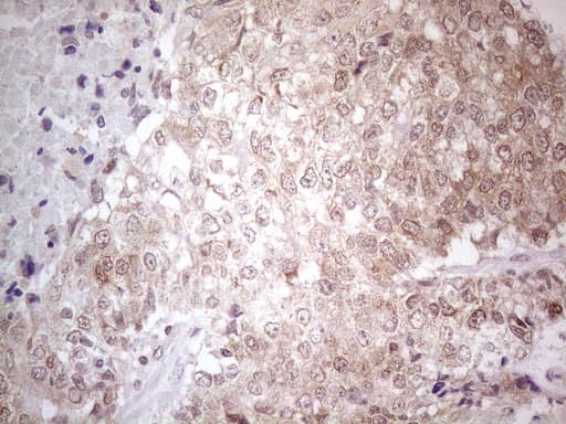 Monoclonal Mouse anti-Human TNFSF5IP1 / CLAST3 Antibody (clone OTI3F1, IHC, WB)